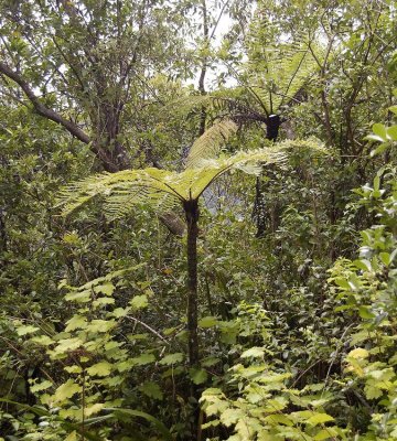 Cyathea borbonica