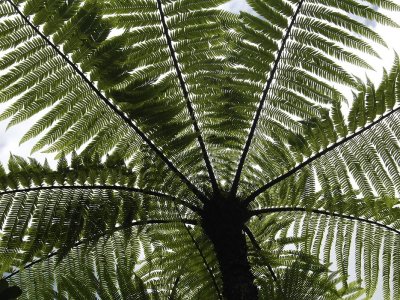 Cyathea borbonica from below.