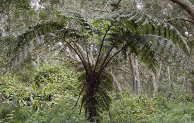 Cyathea excelsa