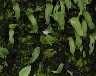 Cynorkis purpurascens.