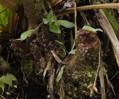 Cynorkis species in tree.