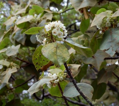 Dombeya spec.