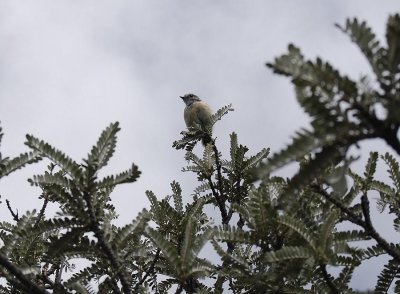 Little bird in Sophora denudata.