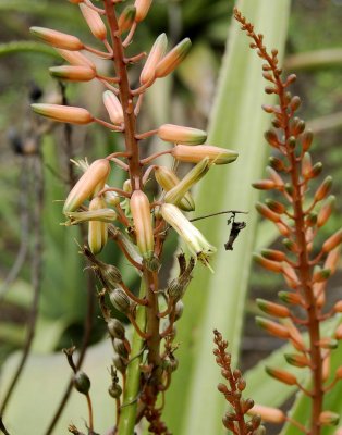 Aloe macra. Close-up.