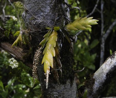 Oberonia disticha.