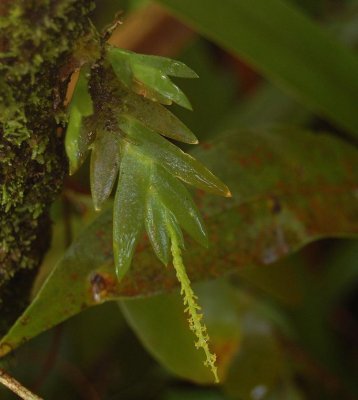 Oberonia disticha