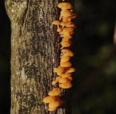 Orange toadstools.