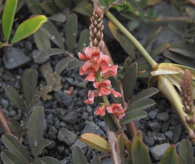 Plant from the pea family growing near the sea shore.