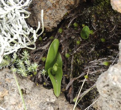 Satyrium amoenum.