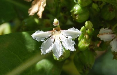 Scaevola taccada