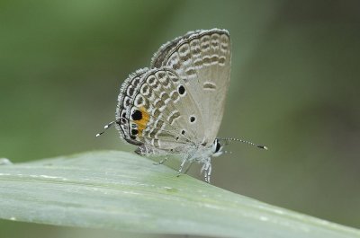 Small butterfly