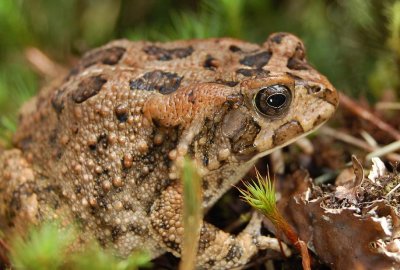 African toad