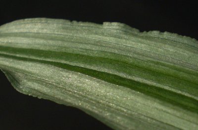 Calanthe judithiae. Close-up.