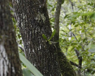 Angraecum borbonicum.