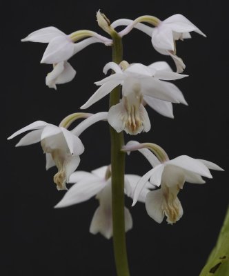 Calanthe aristulifera. (Plant courtesy of Jac. Wubben