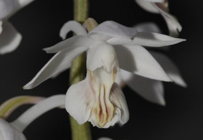 Calanthe aristulifera close-up. (Plant courtesy of Jac. Wubben