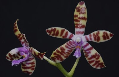 Phalaenopsis mariae.