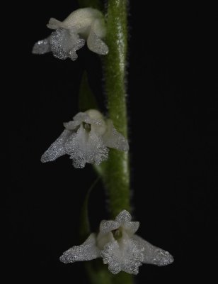 Spiranthes sinensis White