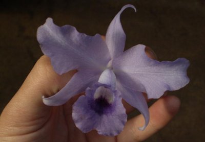 Cattleya bowringiana coerulea. one flower