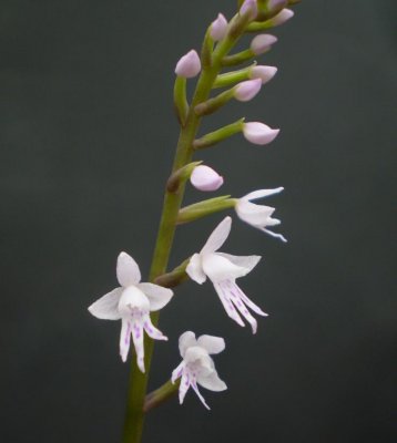 Stenoglottis fimbriata var. saxicola