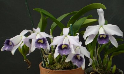 Cattleya pumila coerulea. Two clones