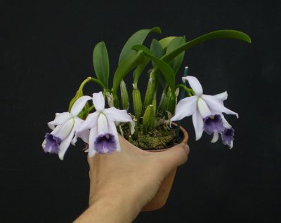 Cattleya pumila coerulea. In hand.