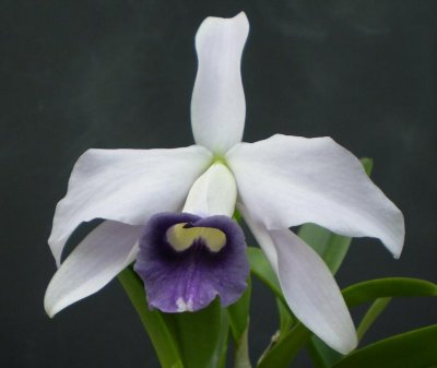 Cattleya pumila coerulea.  Blue variety of the Brazilian species