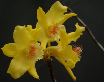 Dendrobium lowii.