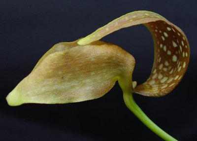 Bulbophyllum grandiflorum