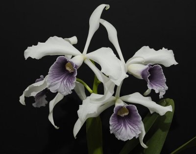 Cattleya purpurata. Slate grey form. (whrongly known and sold  as Werkhaeuserii).