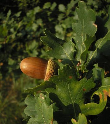 Oak family (Fagaceae)