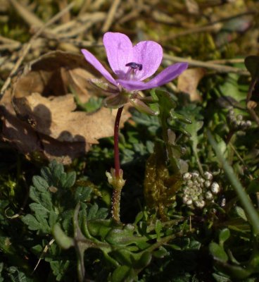 Erodium cicutarium.