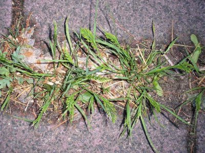Catapodium rigidum in sidewalk. This is a very rare grass species in the Netherlands
