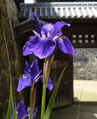 Iris at Matsuyama castle.