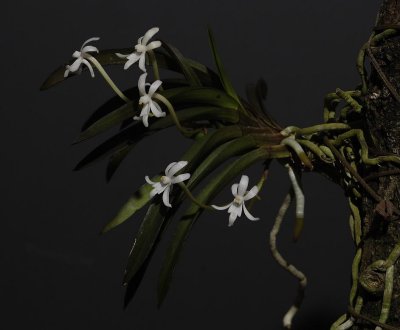 Neofinetia richardsiana Plant.