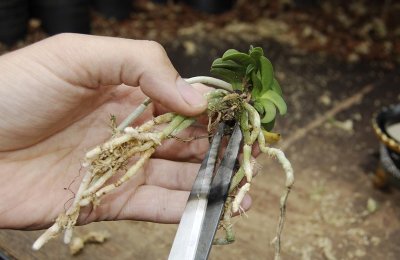 As wel as any other dead parts of the plant as for example the old rhizome. (Always use a sterilised scissor )