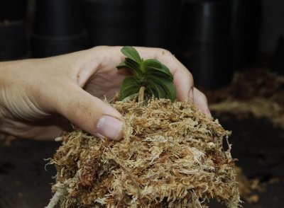Use some more Sphagnum to cover the roots (not to thick)