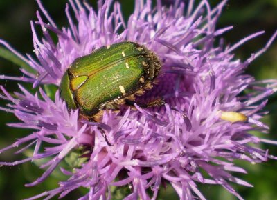 Beetle in thistle.