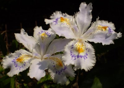 Iris japonicum.