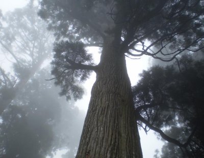 Massif sugi trees in the mist.