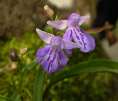 Uchoran. (Ponerorchis graminifolia)