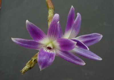 Dendrobium victoria-reginea.