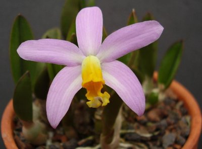 Cattleya longipes.