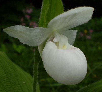 Cypripedium reginae alba.