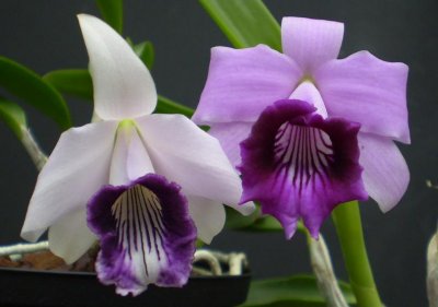 Cattleya dayana 'coerulea' and normal