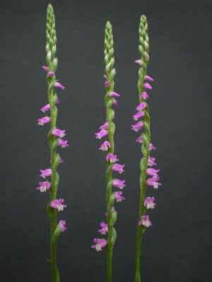 Spiranthes sinensis.