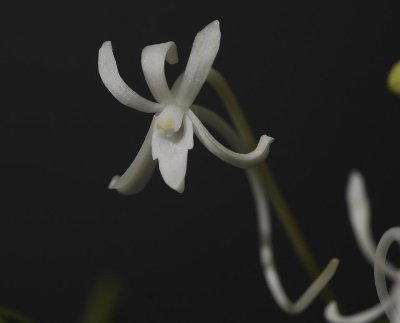 Neofinetia falcata Cyoseiden Flower.