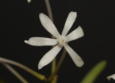 Neofinetia falcata 'Kinboshi' flower Close-up.