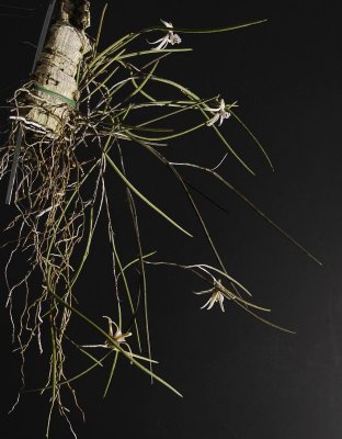 Dendrobium mortii. Plant.