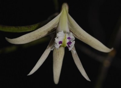 Dendrobium mortii. Flower front.